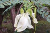 Menurunkan Tekanan Darah Tinggi dan Mengobati Migren, Ini Manfaat Bunga Turi 