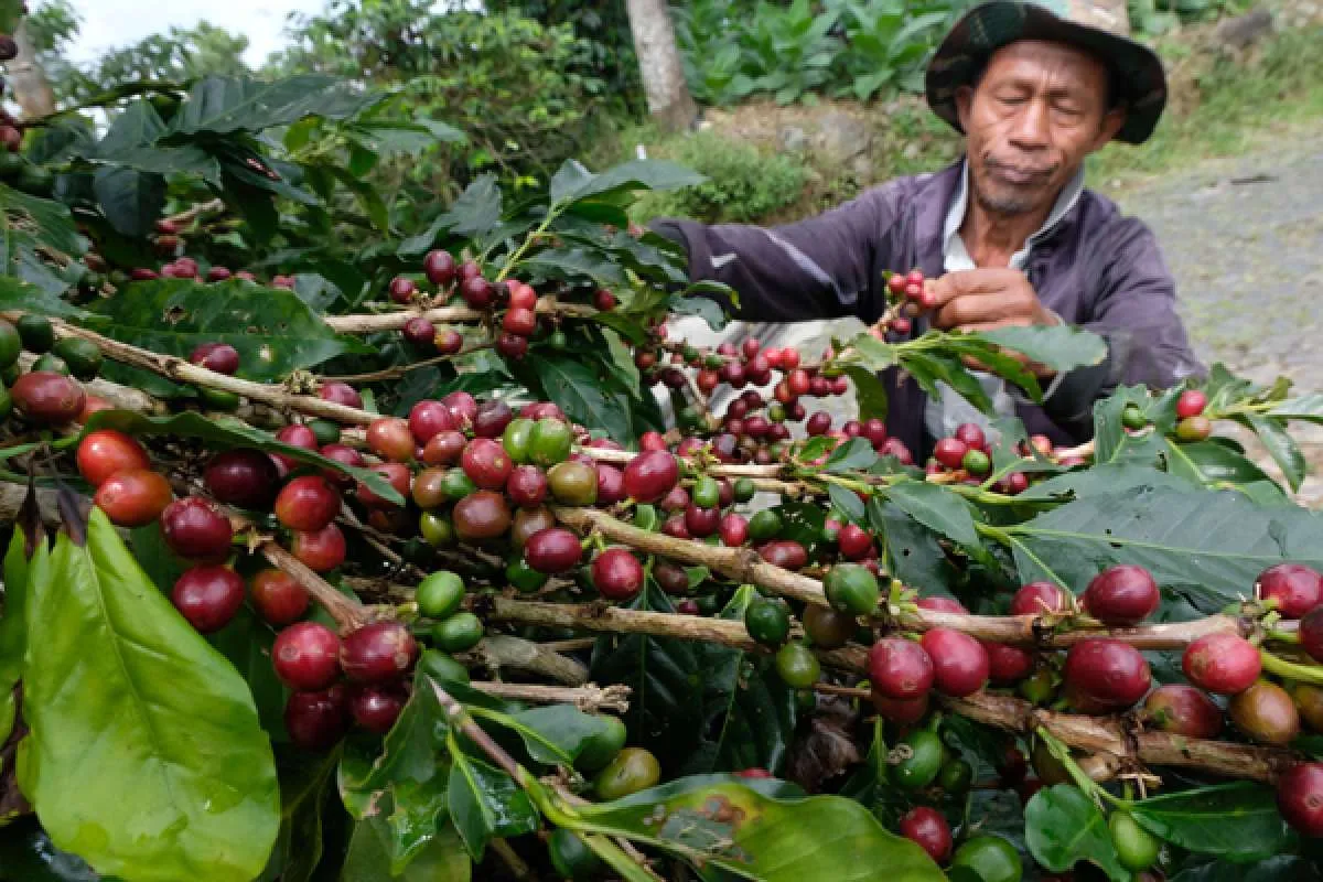 Kadin: Indonesia Bisa Optimalkan Ekspor Kopi dan Cokelat ke Korea Selatan