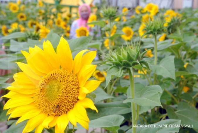 4 Manfaat Sunflower Oil untuk Perawatan Wajah, Cerah dan Lembab!