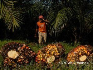 Indonesia bisa andalkan India serap olahan kelapa sawit