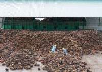 Austindo Nusantara Jaya (ANJT) Targetkan Kenaikan Produksi CPO 15% pada Tahun 2025