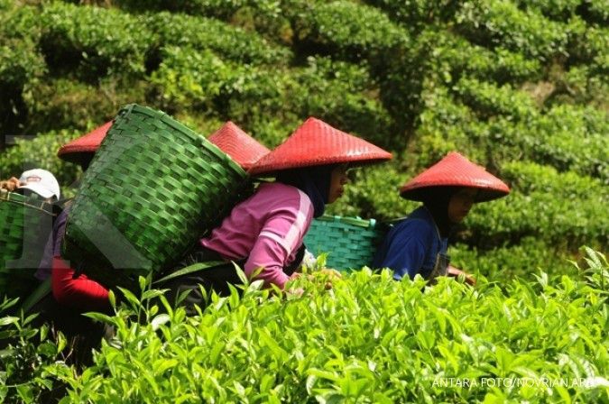 Anomali cuaca, produksi teh rakyat turun 20%