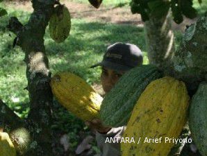 Pasokan melimpah, harga kakao lokal terus merosot