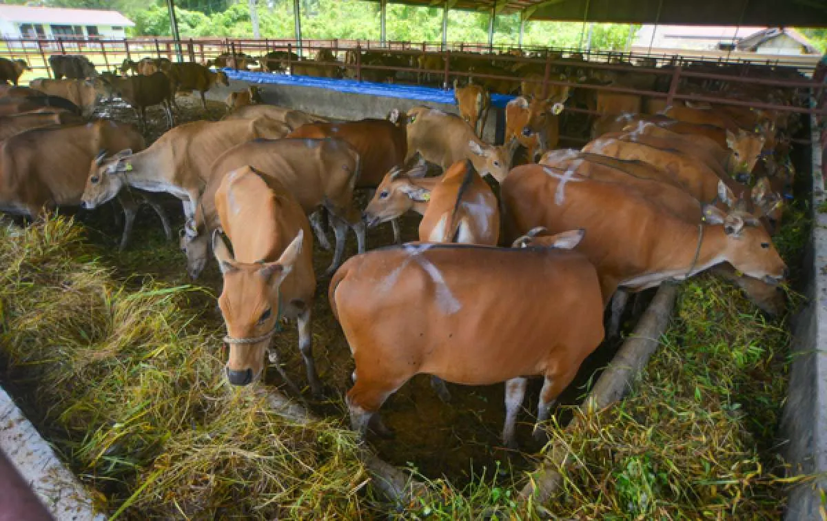 Kementan Beberkan Strategi Seimbangkan Impor Sapi dengan Produksi Nasional