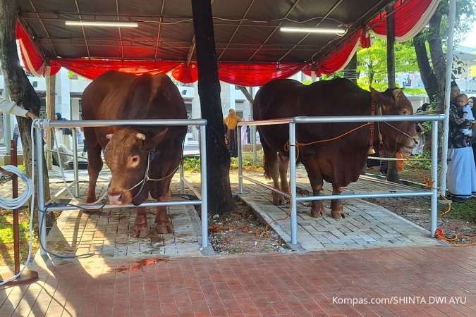 Penampakan Sapi Kurban Prabowo-Gibran di Masjid Istiqlal