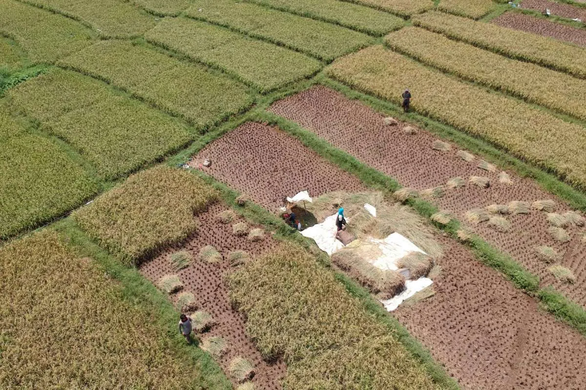 Di tengah pandemi Covid-19, ketahanan pangan Indonesia disorot