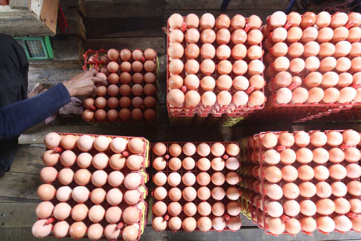 Harga Telur Ayam Anjlok, Subsidi Pakan Ternak Disiapkan