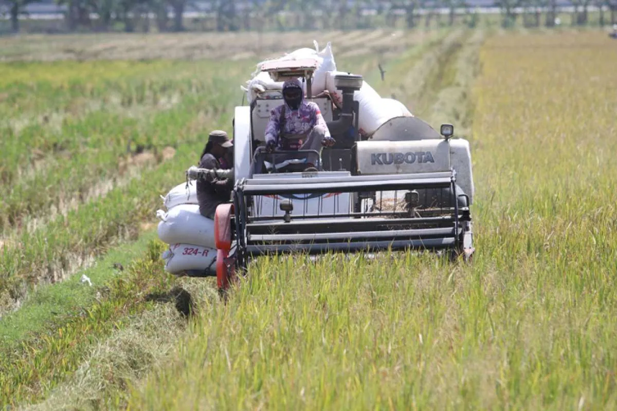 BPS Catat Harga Gabah Naik pada April 2023
