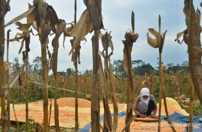 Kalbar siapkan kebun jagung 32.000 hektare
