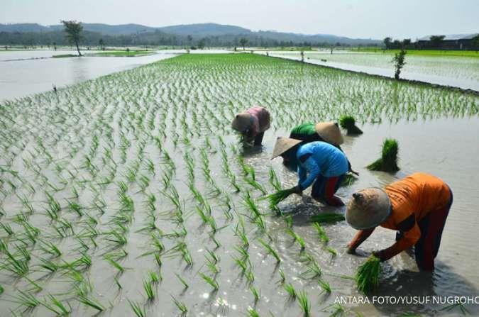 Petani Gurem Meningkat, Orang Miskin dari Sektor Pertanian Bertambah