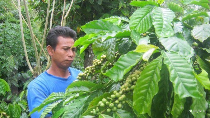 Ekspor robusta Lampung melandai 