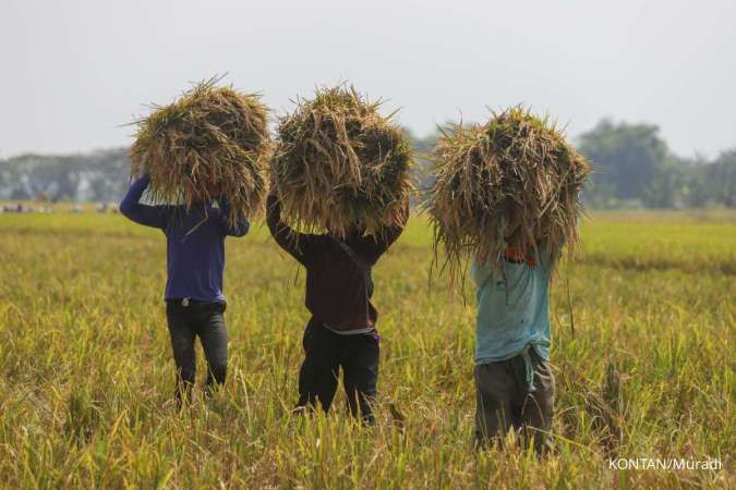 BPS: Bencana di Sumatera Berpotensi Meningkatkan Risiko Gagal Panen Padi