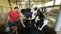 Indonesia Plans to Import 1 Mln Dairy Cows Over 2025-2028 ​
