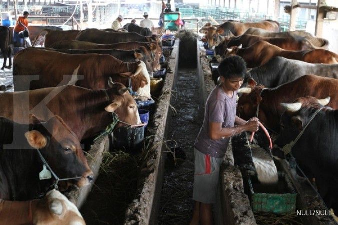Ahok usul buka impor sapi untuk operasi pasar