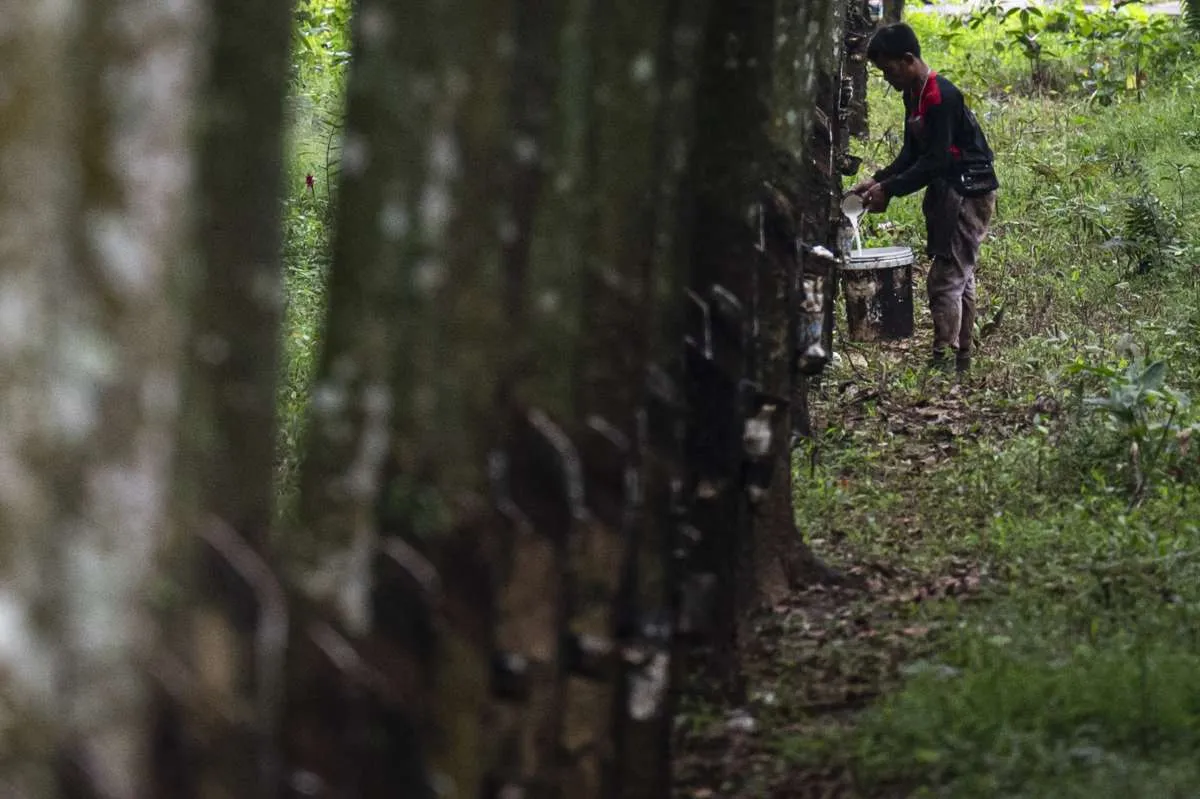 Komoditas Karet Terancam Tarif Trump, Ini Kebijakan yang Disiapkan Kemendag
