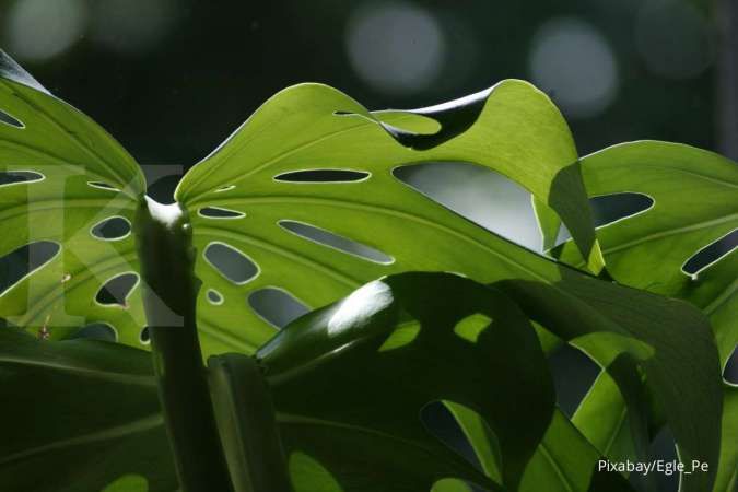 Perbedaan Monstera Deliciosa dan Borsigiana, Simak Tips Merawatnya bagi Pemula 