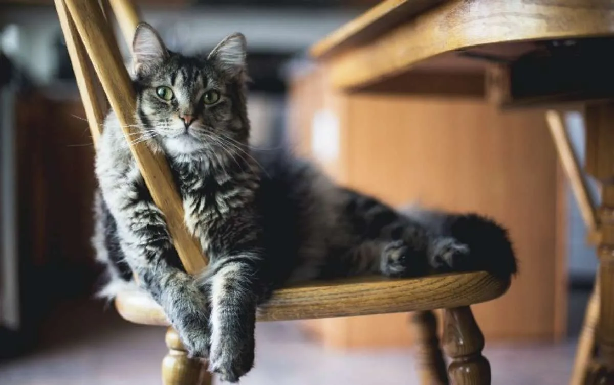 Kucing mendadak tidak mau makan, kondisi ini bisa jadi penyebabnya