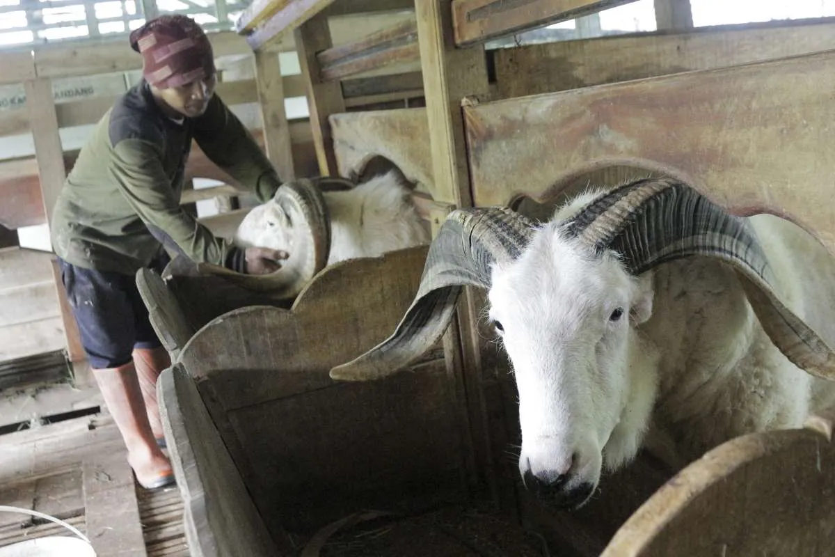 Mau Kurban Saat Idul Adha? Cek Harga Kambing Kurban Online di Area Jawa Barat 2025