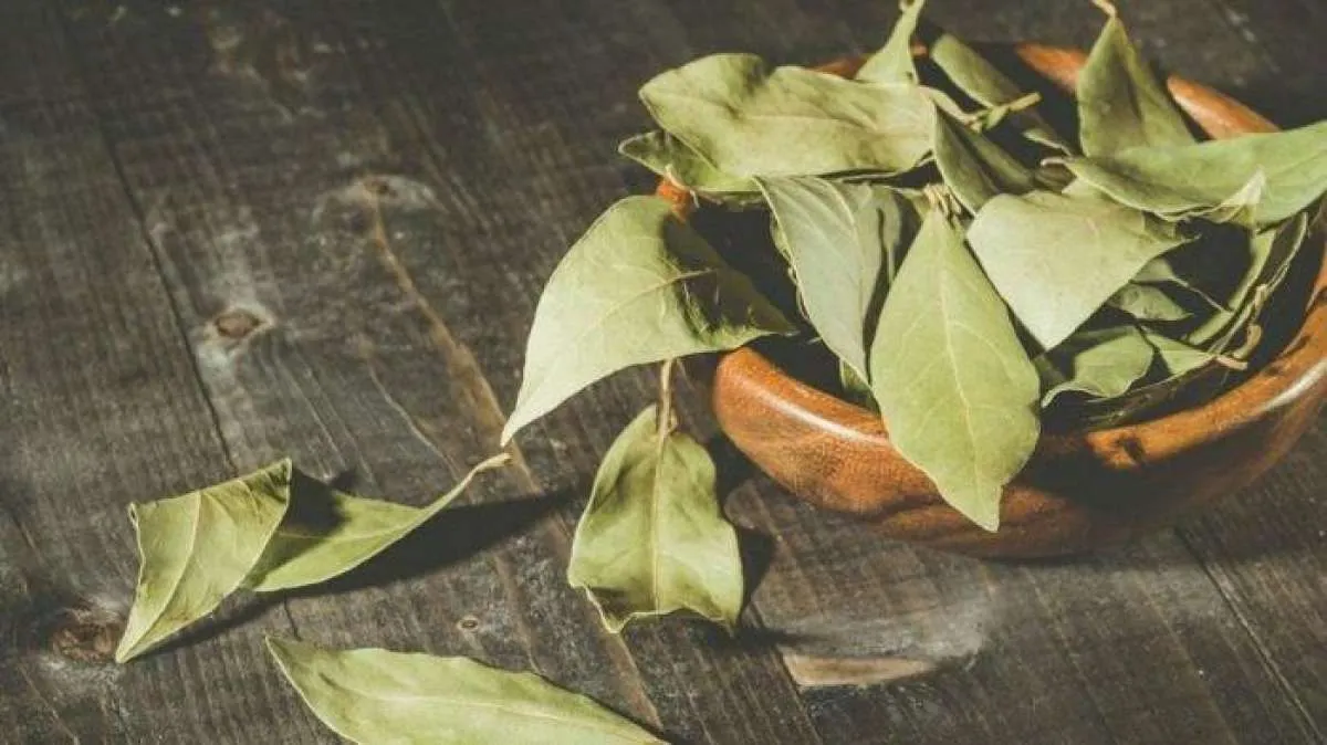 Bisa mengontrol gula darah, begini cara konsumsi daun salam untuk penderita diabetes