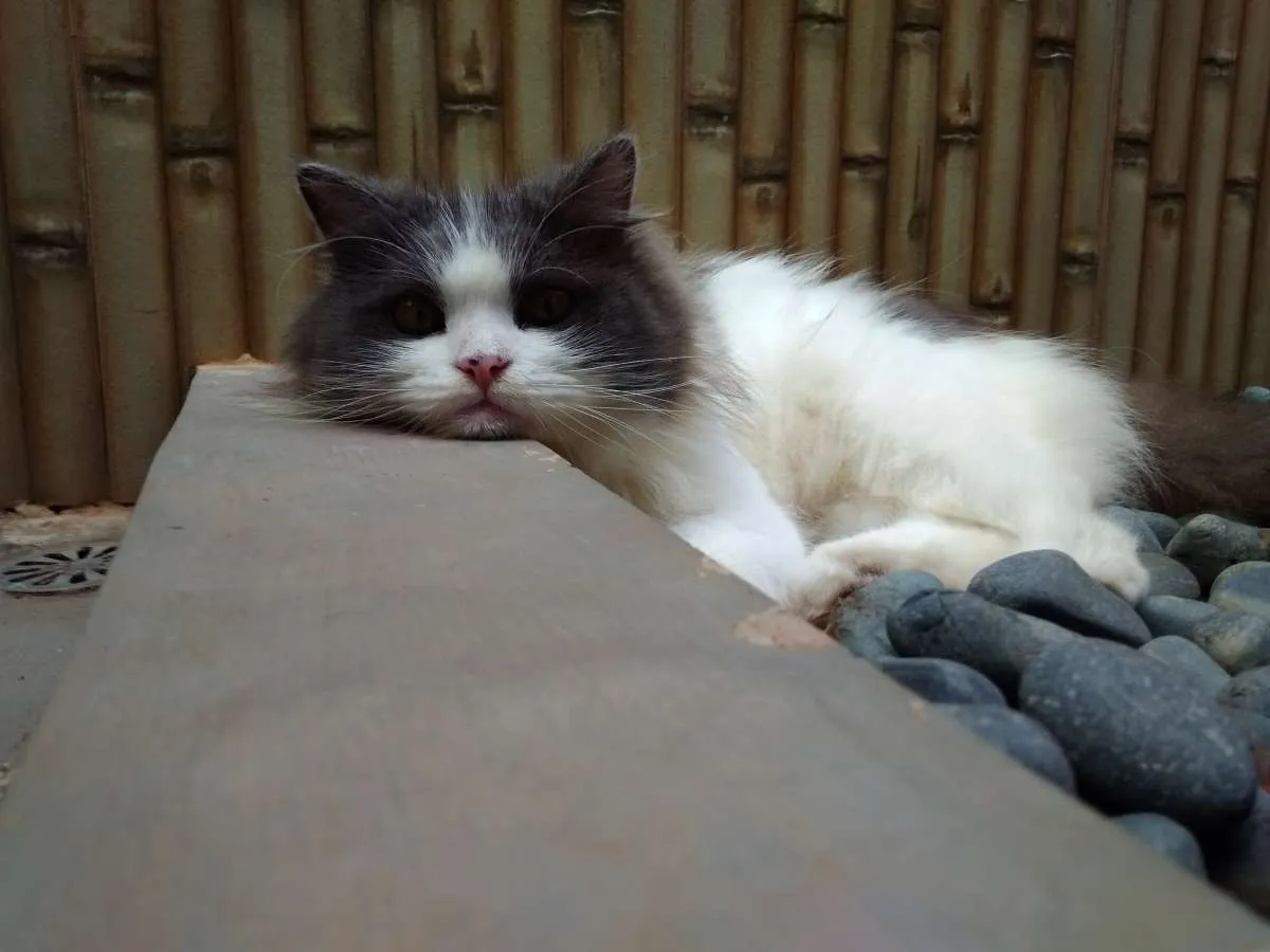 Kucing Rumahan Enggak Kawin, Apa Risikonya?