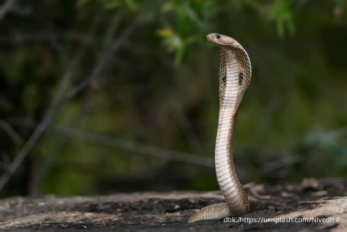 Musim Hujan Tiba, Ketahui 5 Tips Ampuh Mencegah Ular Masuk Rumah