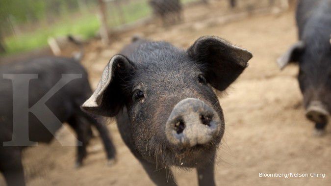 Misteri kematian babi-babi di Shanghai
