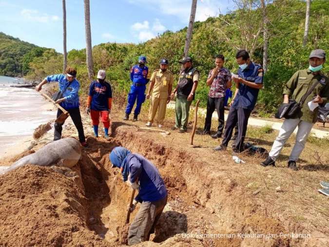 KKP dan Masyarakat Tangani Dugong Terdampar di Bawean