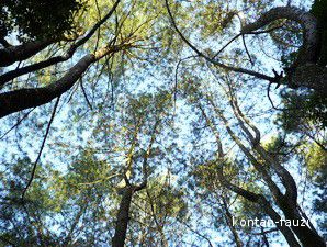 Puluhan Izin Pengelolaan Hutan Terancam Dicabut