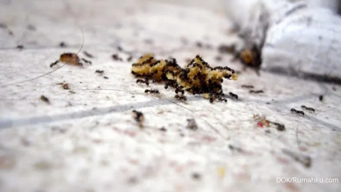 Berikut 6 Cara Gampang untuk Mengusir Semut yang Mengganggu