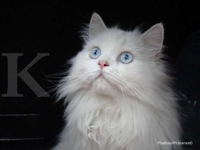 Penasaran Fakta-Fakta Kucing Persia? Intip 5 Fakta di Bawah Ini, Yuk!