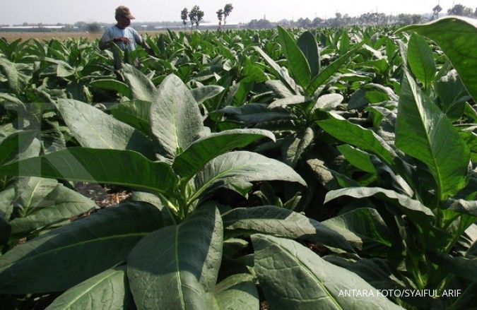 Kaji dalam FCTC, petani tembakau apresiasi Jokowi