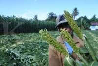 Tanam Perdana Sorgum di Sukabumi, Bapanas Berniat Menguatkan Ketahanan Pangan