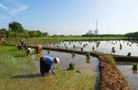 PLN Gandeng Sang Hyang Seri (SHS) Olah Sekam Padi Jadi Bahan Bakar PLTU