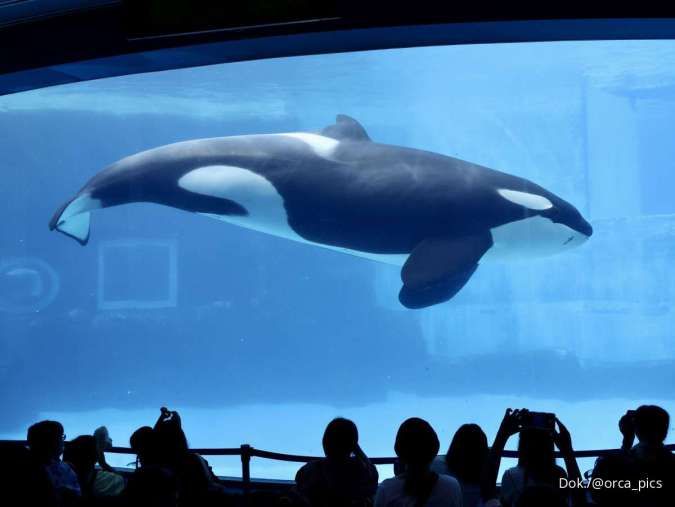 Mengenal Kehidupan Paus Orca, Predator Laut yang Cantik dan Cerdas