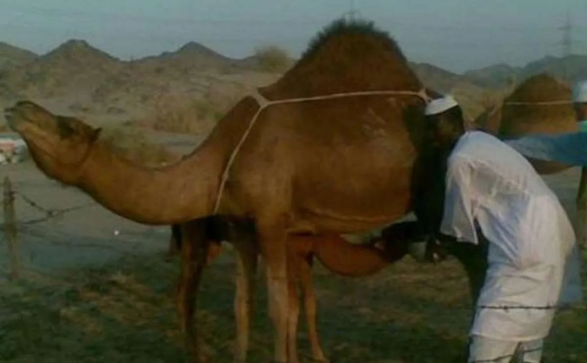 Kaya Nutrisi! 6 Manfaat Susu Unta, Mengontrol Gula Darah pada Penderita Diabetes