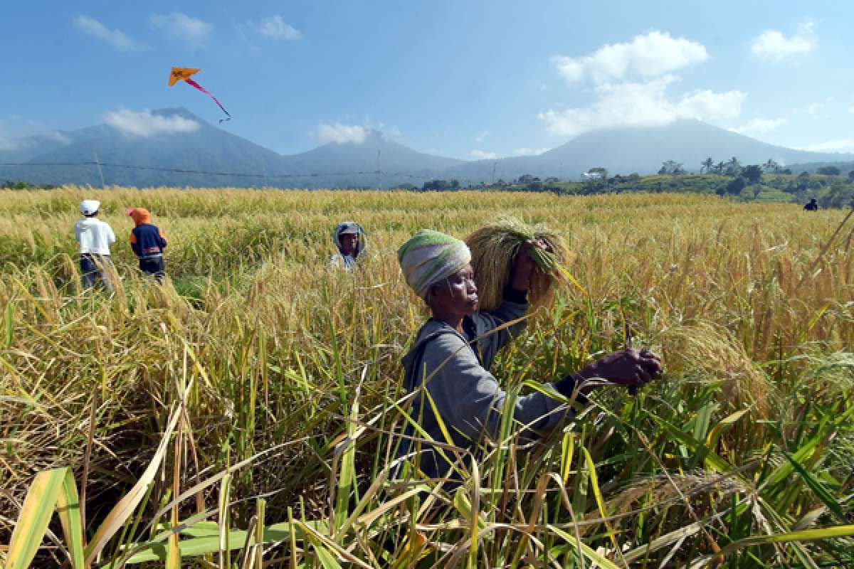 Pemerintah Kurang Agresif Menyerap Panen Petani
