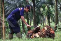 Sawit Jadi Pilar Kemandirian Pangan dan Energi, UMKM Didorong Perkuat Hilirisasi