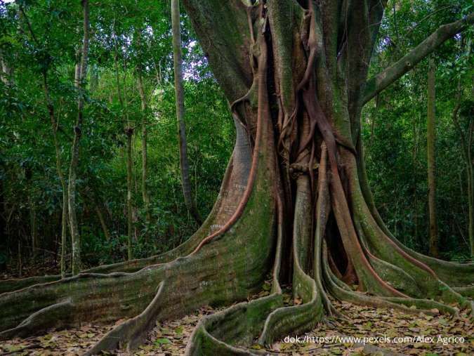 Tanaman Ajaib! Kenali 5 Pohon Penyelamat Lingkungan dari Banjir, Ada Beringin