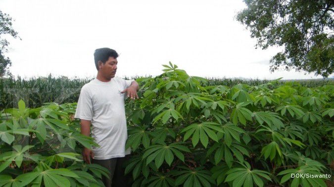 Permintaan tinggi, produktivitas singkong rendah