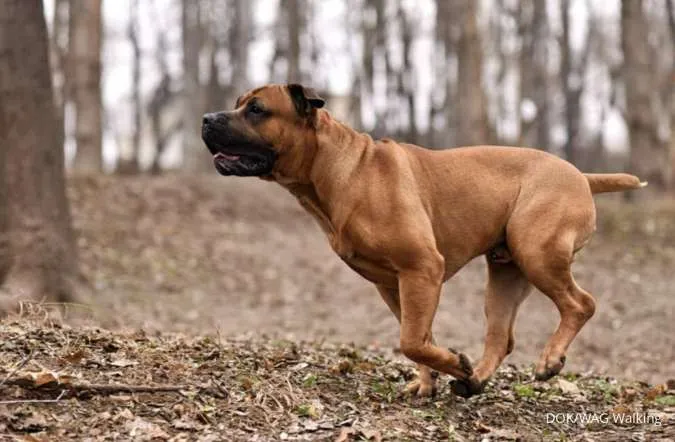 Anjing Ras Boerboel