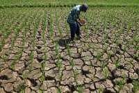 Pemerintah Bersiap Bentuk Satgas El Nino