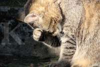 Kucing Tidak Nafsu Makan, Waspadai Tanda dan Gejala Cacingan