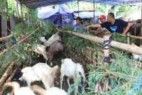 5 Syarat Hewan Kurban dari Umur hingga Kelayakan Menurut BAZNAS