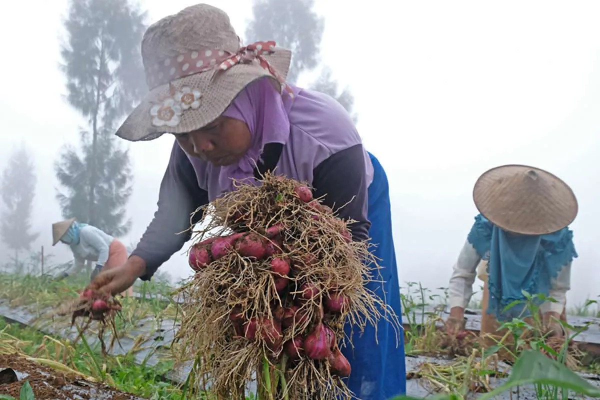 SPI: Food Estate Belum Memenuhi Ekspektasi Kebutuhan Pemenuhan Pangan