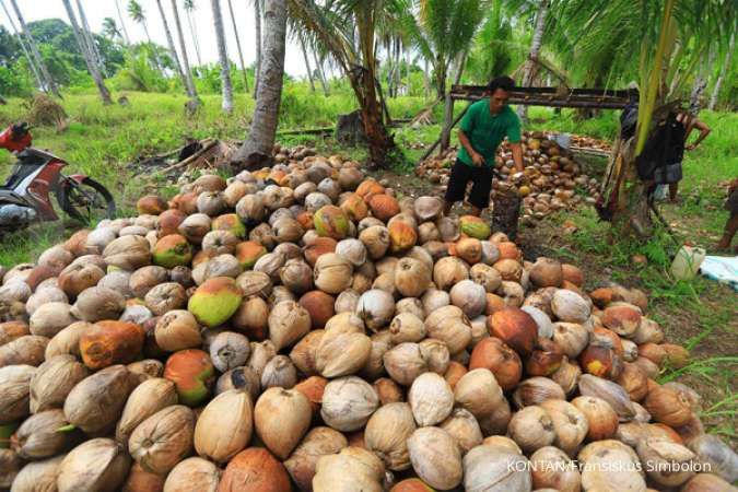 Sebelum larang ekspor kelapa bulat  pemerintah diminta 