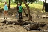 Kawasan Konservasi Perlu Istirahat, TN Komodo Bakal Dilakukan Pertengahan 2025