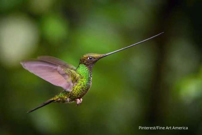 Kecil Mungil dan Menawan, Ini Informasi Tentang Spesies Burung Kolibri