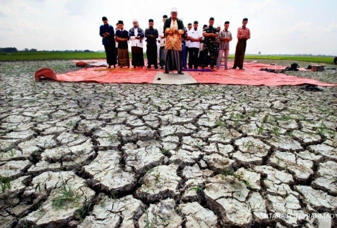 Ribuan hektare sawah di Aceh Utara terancam gagal panen