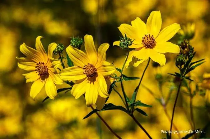 Coreopsis