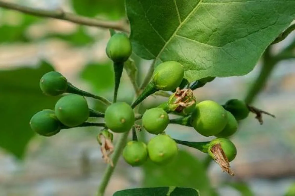 Mengobati diabetes melitus, ini manfaat terung pipit untuk kesehatan